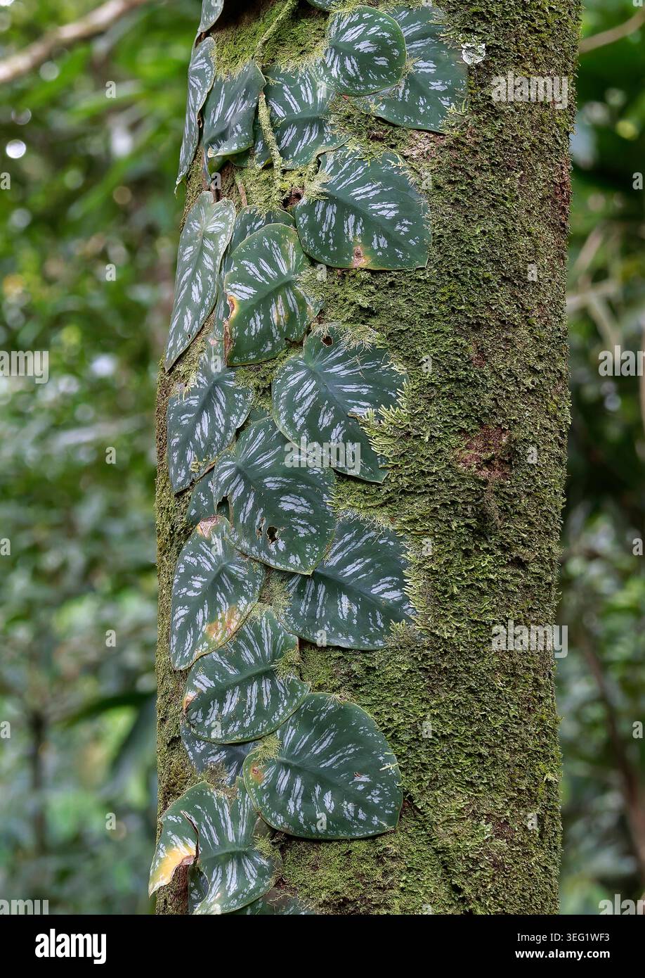 Monstera pflanzen in freier wildbahn -Fotos und -Bildmaterial in hoher  Auflsung  Alamy