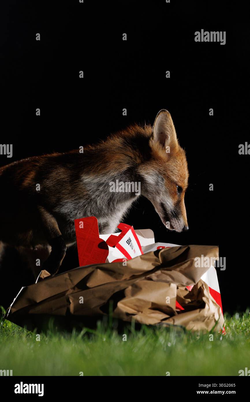 Stadtfuchs im Stadtzentrum von Bristol, der verworfene Lebensmittel sammelt und in einem Park chillt Stockfoto