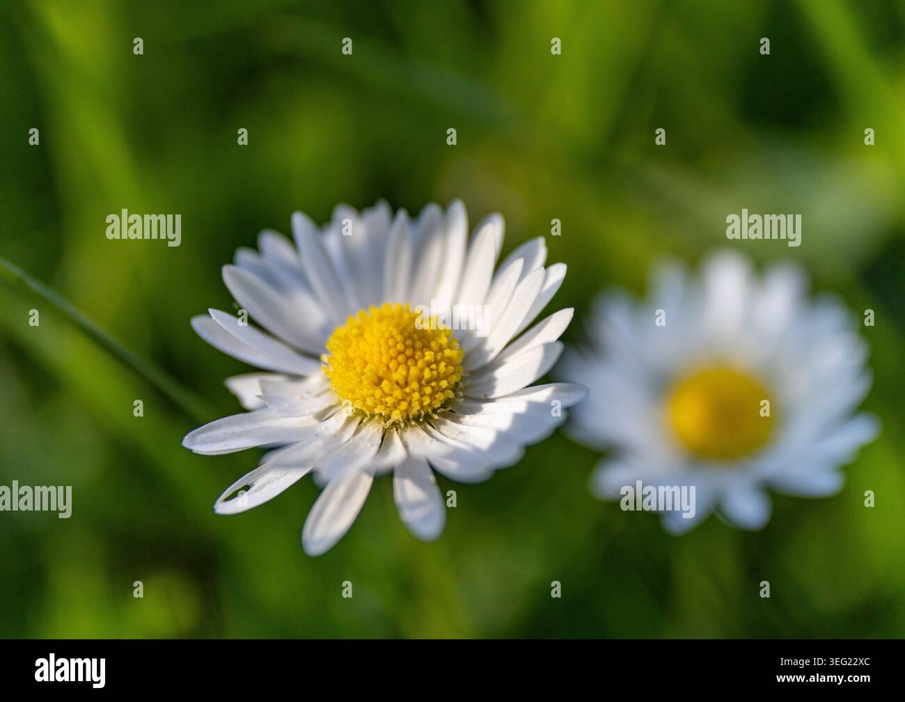 Wilde Gänseblümchen, die auf der Wiese wachsen, weiße Kamillen auf grünem Grashintergrund. Oxeye Gänseblümchen, Leucanthemum vulgare. Makro Stockfoto