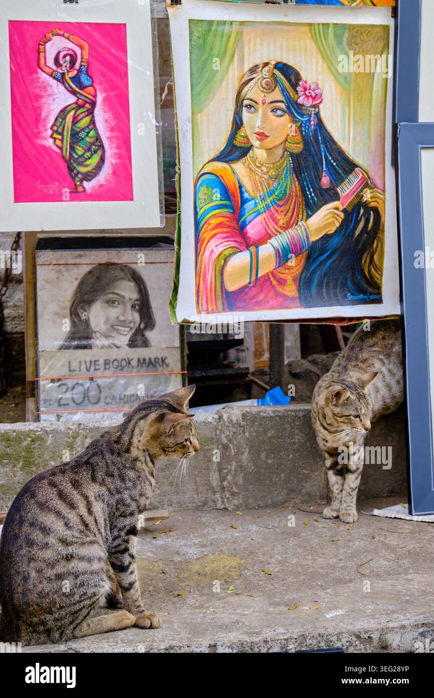 Indien, Maharashtra Bundesstaat, Mumbai, Fort District, trendiges Kala Ghoda Viertel, Katzen in einem Maler Street Shop Stockfoto