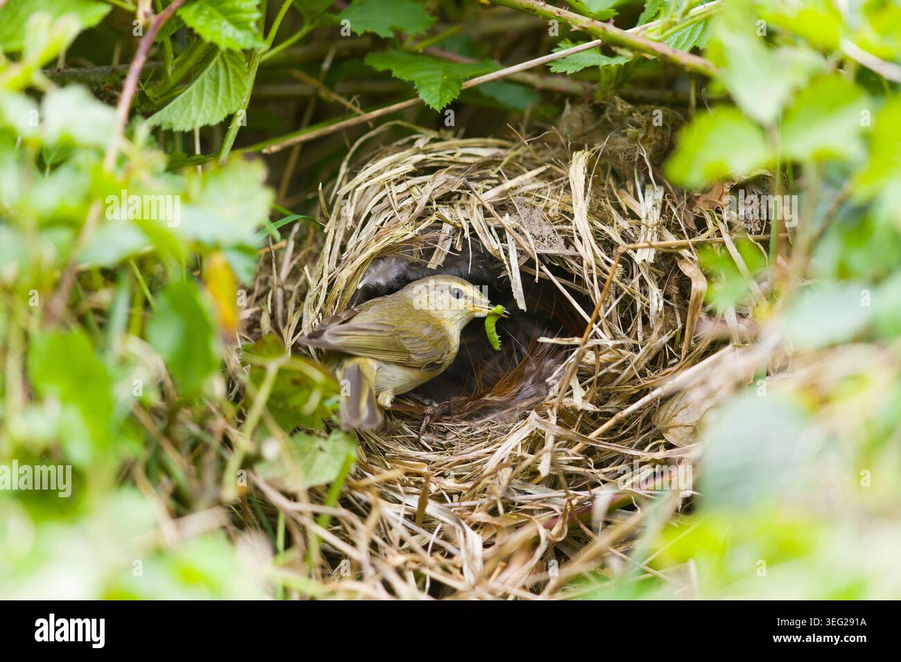Chiffchaff Phylloscopus collybita, ausgewachsener Nest mit raupe im Schnabel, Suffolk, England, Mai Stockfoto