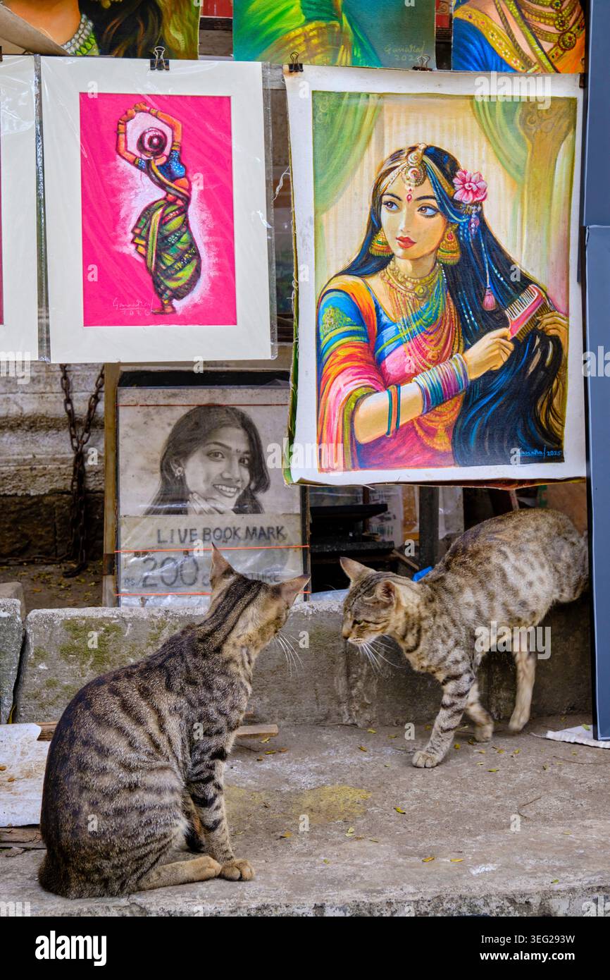 Indien, Maharashtra Bundesstaat, Mumbai, Fort District, trendiges Kala Ghoda Viertel, Katzen in einem Maler Street Shop Stockfoto