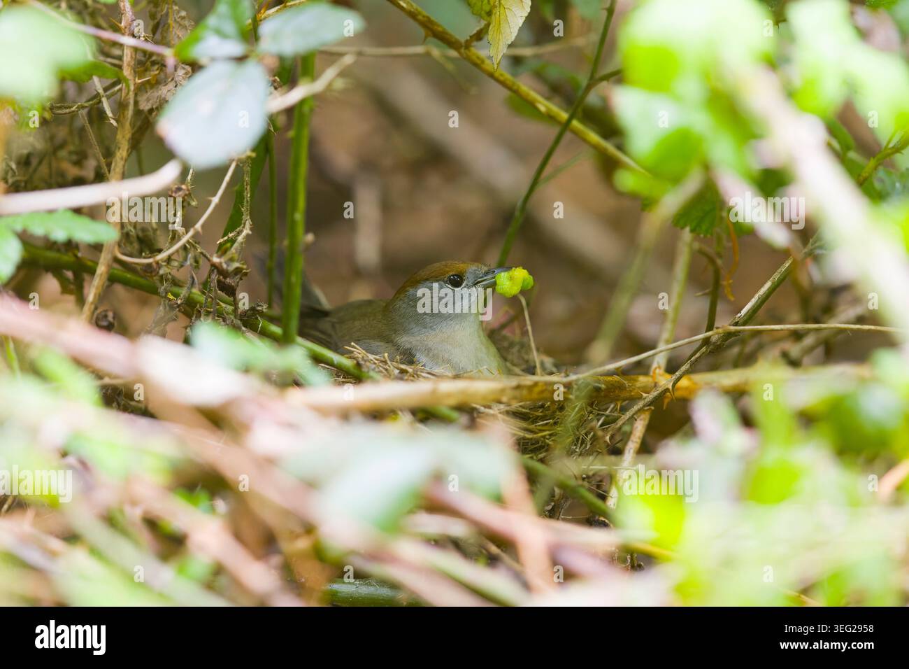 Blackcap Sylvia atricapilla, erwachsenes Weibchen sitzend auf Nest mit raupe im Schnabel, Suffolk, England, Mai Stockfoto