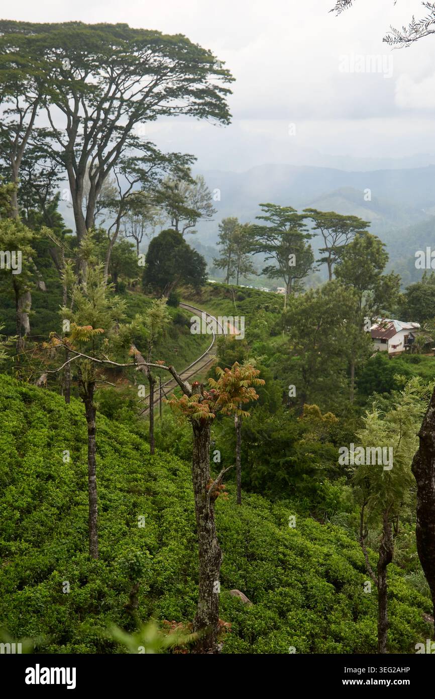 Geschwungene Bahnstrecke auf einem Hügel mit grüner Teeplantage, Bäumen und kleinem Landhaus mit nebeligen Bergen, Hochwinkelblick, Reisetourismuskonzept Stockfoto