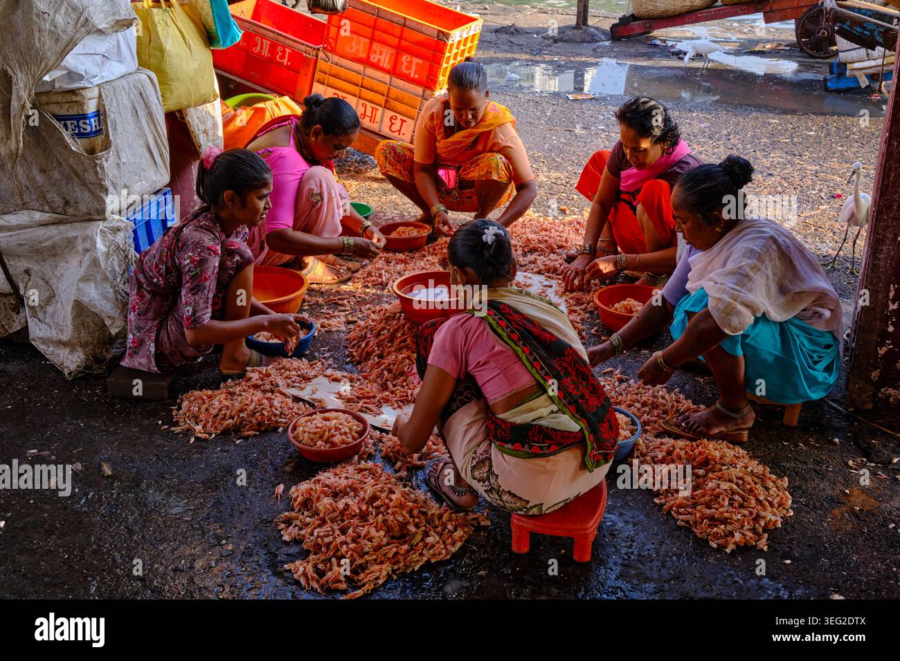 Indien, Maharashtra, Mumbai, Colaba District, Sassoon Docks, einer der größten Fischmärkte Mumbais Stockfoto