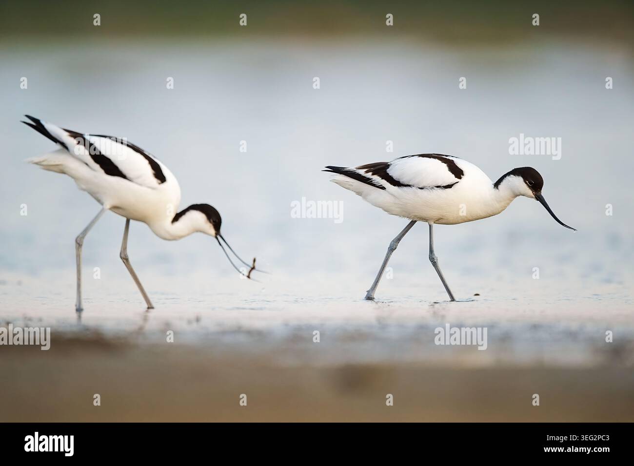 Zwei Rattenlaken (Recurvirostra avosetta) sind im Frühjahr auf einem flachen Wattenmeer auf der schwedischen Insel Öland zu sehen. Der linke Vogel ist gefangen Stockfoto