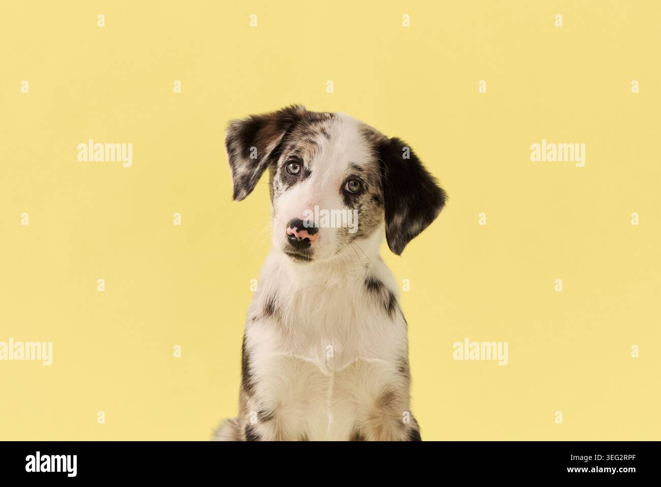 Das Hündchen schaut direkt auf die Kamera im Studio-Porträt. Gelber Hintergrund und merle-Mantel sorgen für eine saubere, kommerzielle Stimmung bei der Haustierfotografie. Stockfoto