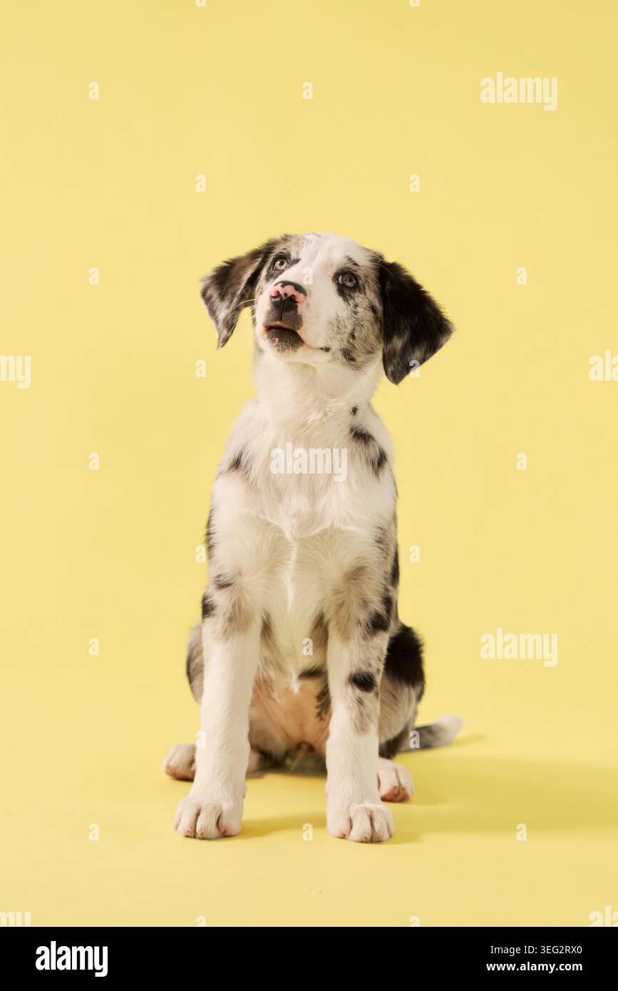 Ein Hündchen posiert in einem hellen Studio mit sanftem Ausdruck. Gelber Hintergrund und klare Komposition sorgen für eine moderne Porträtatmosphäre. Stockfoto
