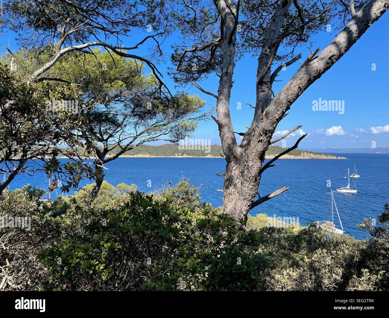 Blick durch Kiefern in Richtung des blauen Mittelmeers auf Port-Cros, Frankreich, zeigt die natürliche Schönheit der französischen Riviera. - Smartphone-aufgenommenes Stockfoto