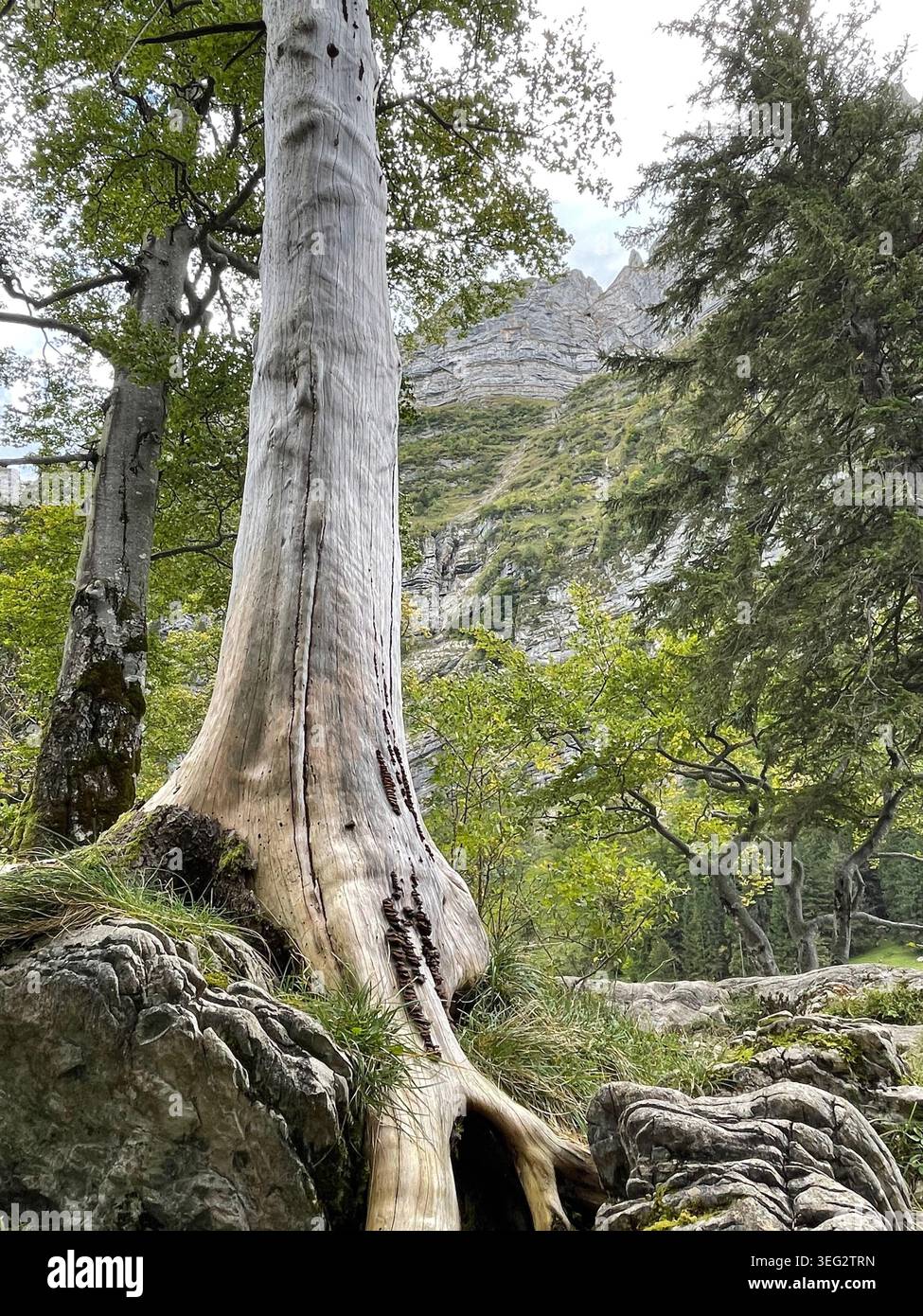Sommerszene in den Schweizer Alpen mit einem kleinen Wald und einem verwitterten toten Baum mit exponierten Wurzeln, die sich an alpinen Felsen Klammern. - Smartphone-aufgenommenes Stockfoto