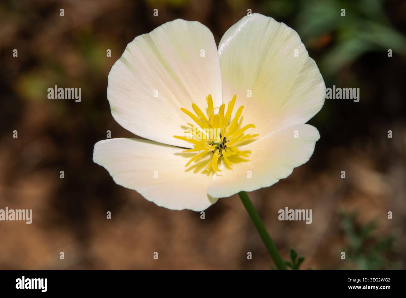Nahaufnahme einer weißen, kalifornischen Mohnblume in hellem Sonnenschein. Stockfoto