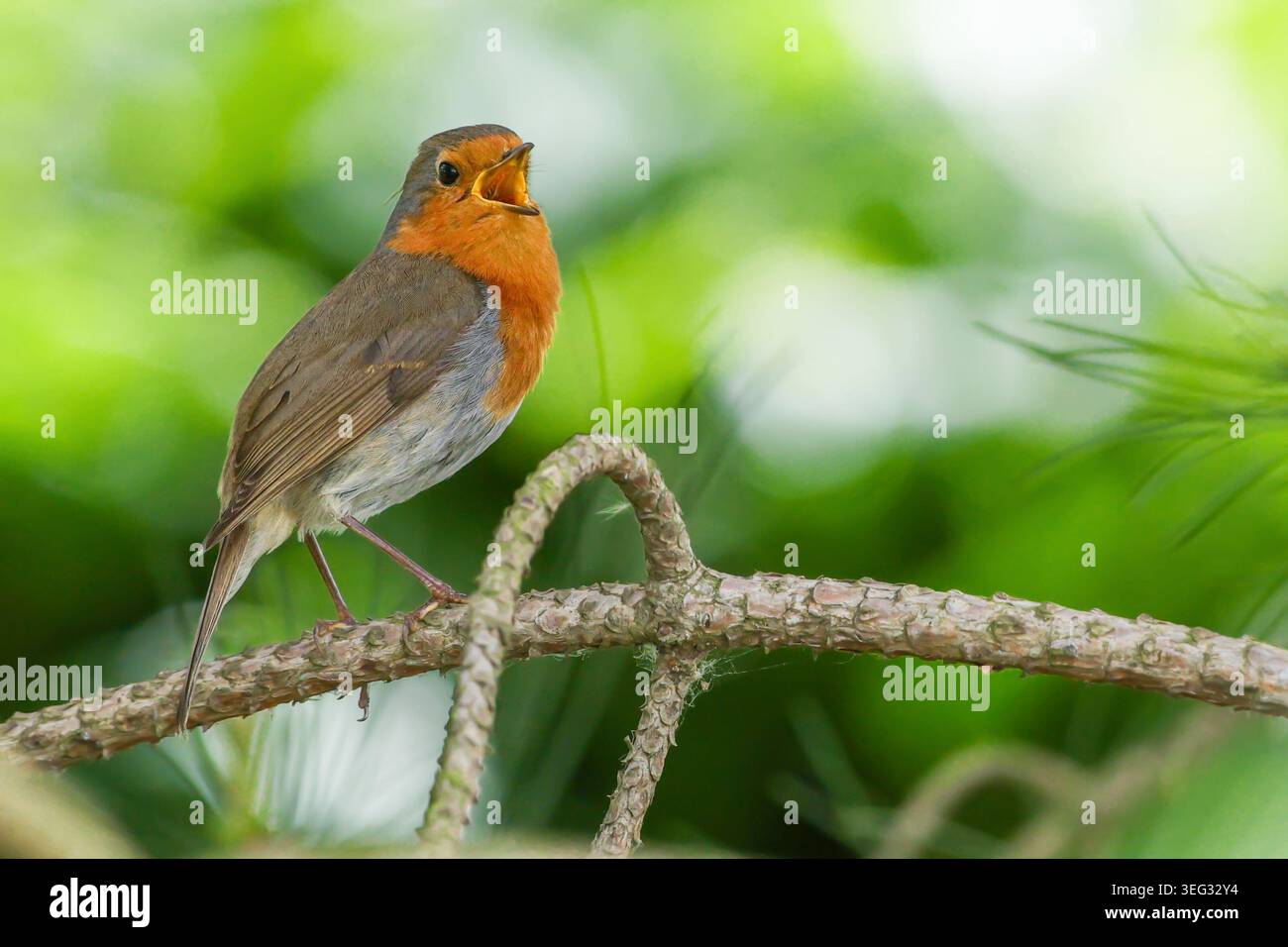 Ein Rotkehlchen (Erithacus rubecula), der auf einem Kiefernzweig thront. Verschwommenes grünes Heckenlaub im Hintergrund. Henlow, Bedfordshire, England, Großbritannien Stockfoto