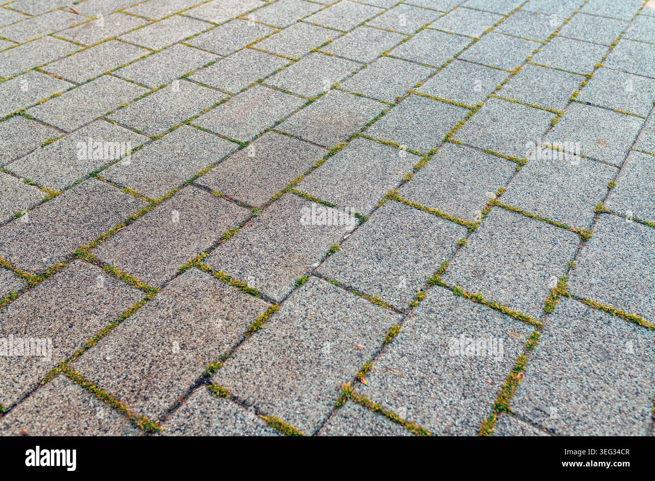 Betonpflastersteg mit Gras zwischen Fugen auf städtischem Straßenbelag, selektiver Fokus Stockfoto