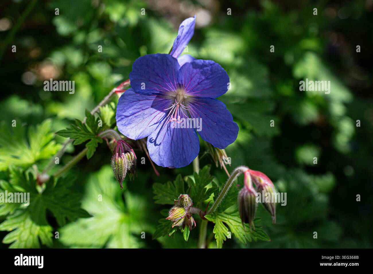 Geranium Johnsons Blau wächst im Schatten in einem Garten, Großbritannien Stockfoto