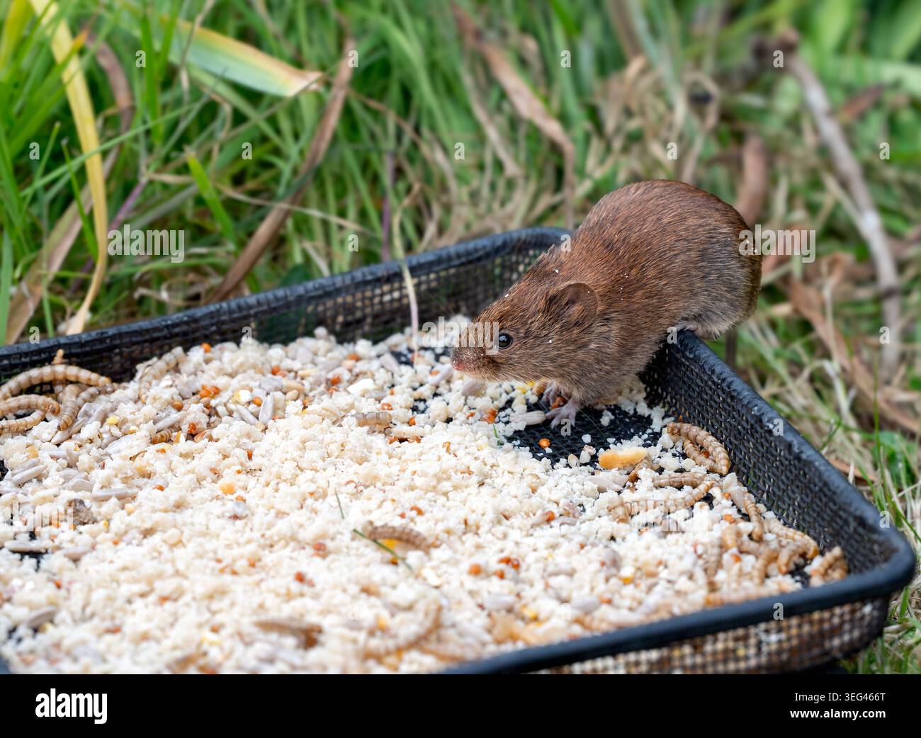 Bank Vole (Clethrionomys glareolus) wirft Vorsicht vor dem Wind, um sich offen auf einem Vogelbodenfutter zu ernähren. North Norfolk, Großbritannien Stockfoto