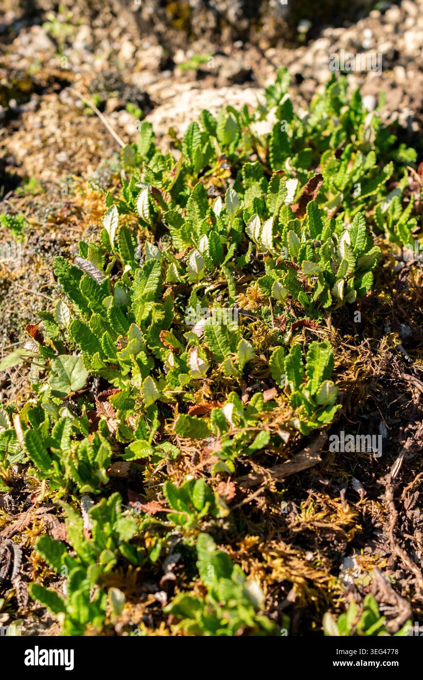 Saint Gallen, Schweiz, 18. August 2025 Dryas Octopetala var Hookeriana oder Bergavens Pflanzen im botanischen Garten Stockfoto