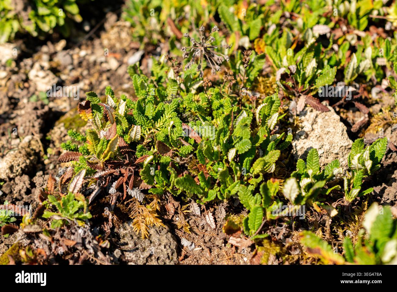 Saint Gallen, Schweiz, 18. August 2025 Dryas Octopetala var Hookeriana oder Bergavens Pflanzen im botanischen Garten Stockfoto