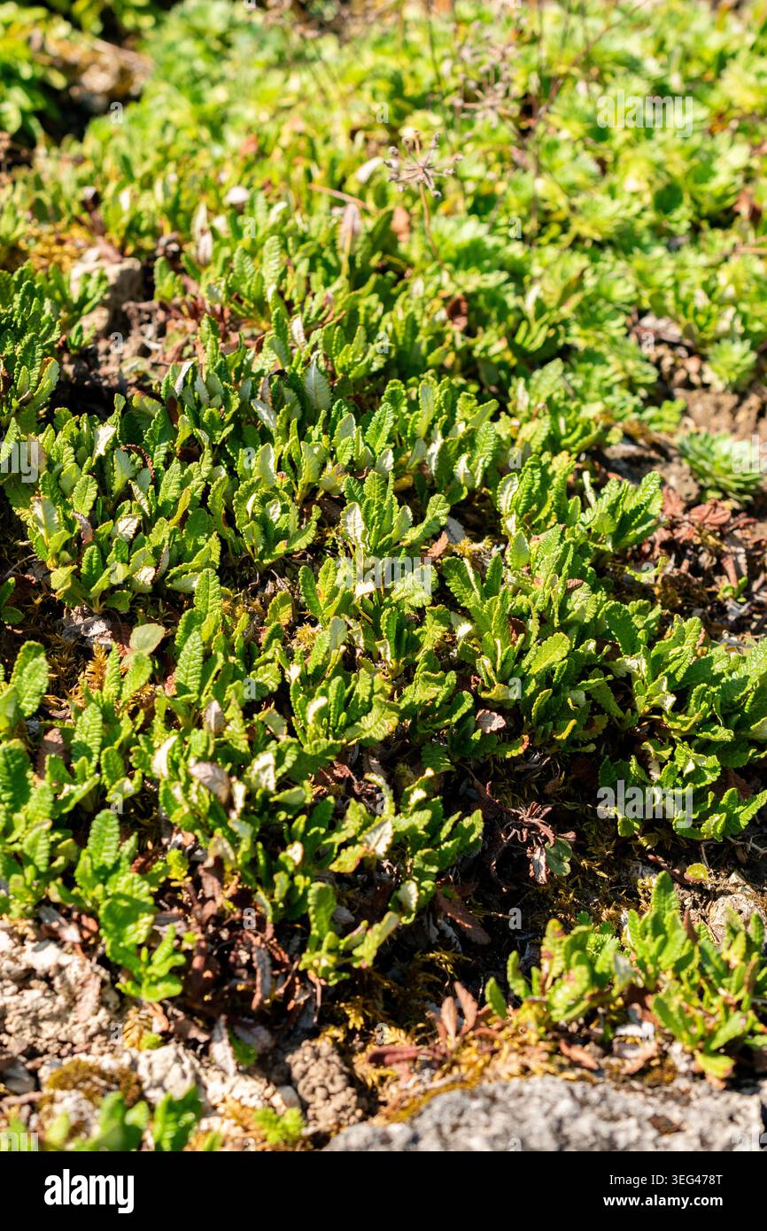 Saint Gallen, Schweiz, 18. August 2025 Dryas Octopetala var Hookeriana oder Bergavens Pflanzen im botanischen Garten Stockfoto