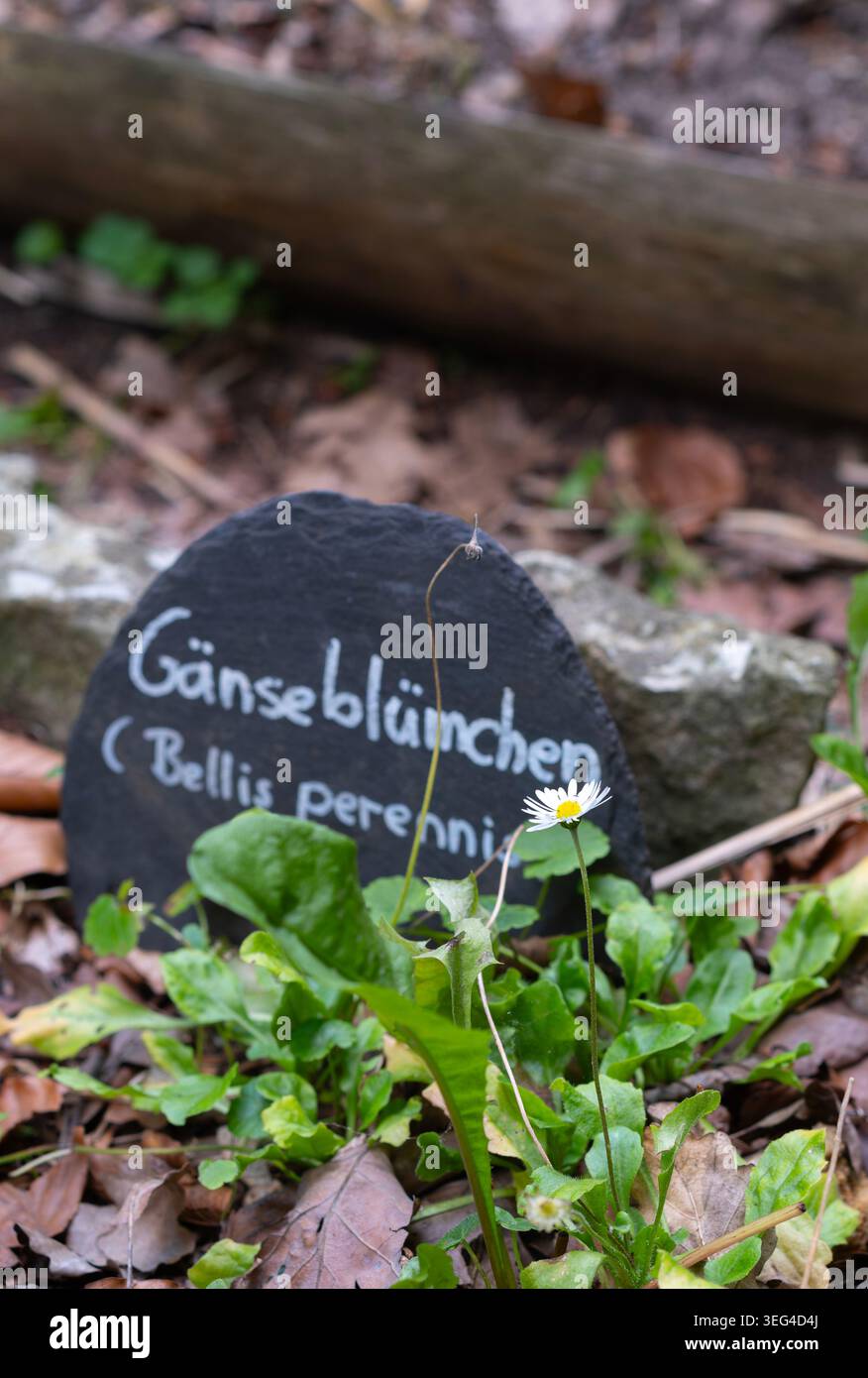 Gänseblümchen (Bellis perennis) wächst neben einem schiefernen botanischen Schild, das die lateinischen und deutschen Namen in einem Garten zeigt Stockfoto