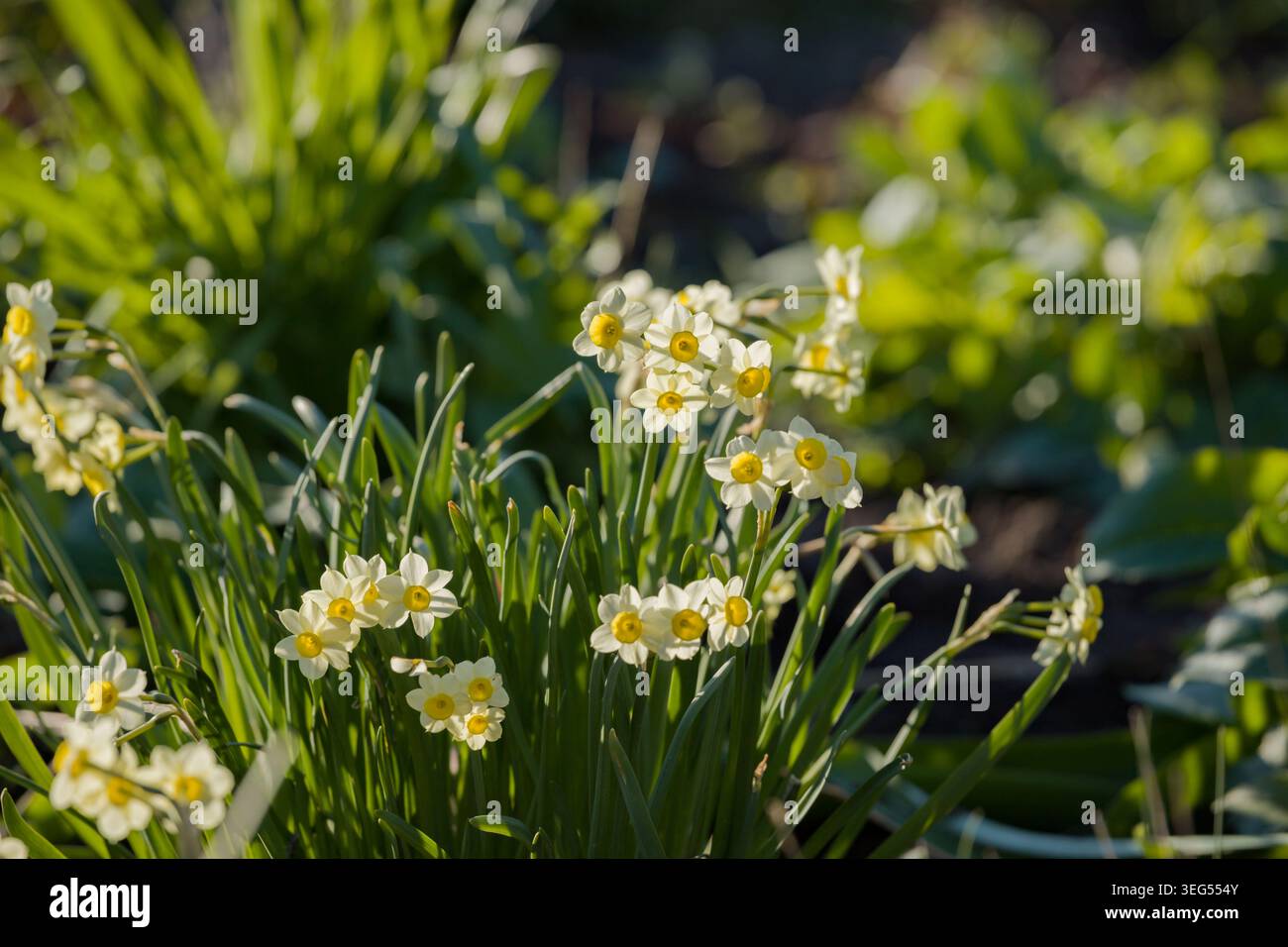 Narzissen auf der Wiese. Blühende Narzissen im Frühling. Bokeh-Hintergrund. Makronaht von Narzissen. Selektiver Fokus und geringe Schärfentiefe Stockfoto