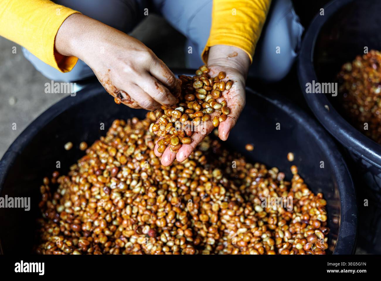 Nahaufnahme einer Arbeiterhände, die frisch verarbeitete Kaffeebohnen in einem Becken zur Qualitätskontrolle in einer kleinen Farm inspizieren und sortieren. Stockfoto