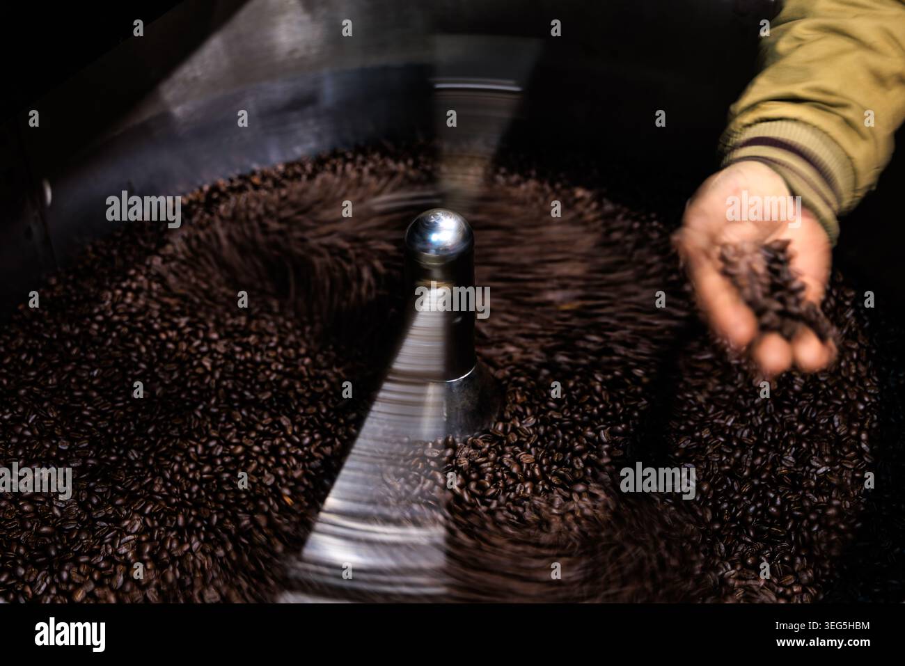 Ein handgefertigter Kaffeeröster inspiziert frisch geröstete Bohnen in einer kreisförmigen Kühlschale, um während des Produktionsprozesses erstklassige Qualität zu gewährleisten. Stockfoto
