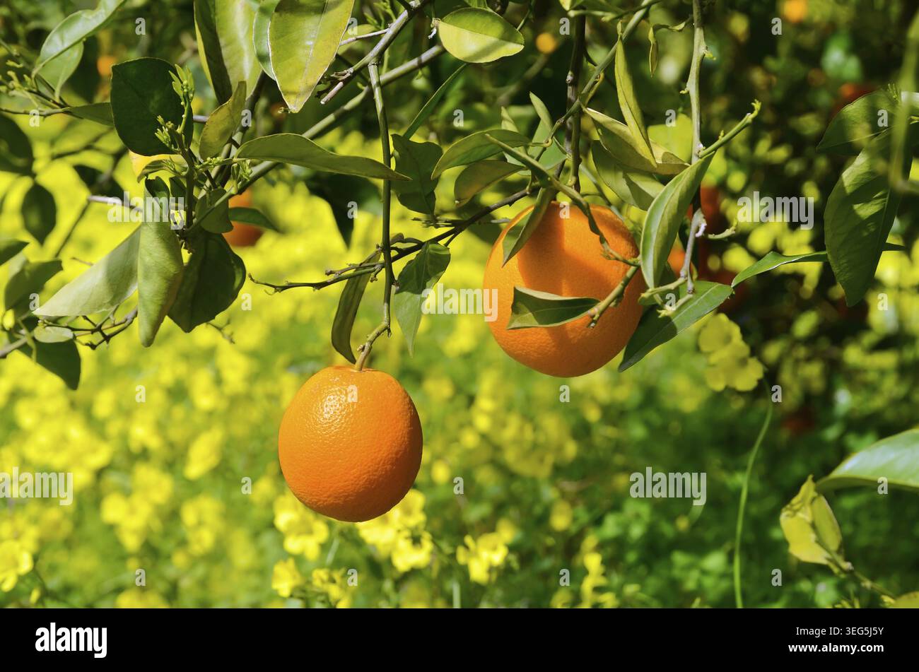Orangen wachsen auf einem Baum auf einem gelben Blumengrund Stockfoto