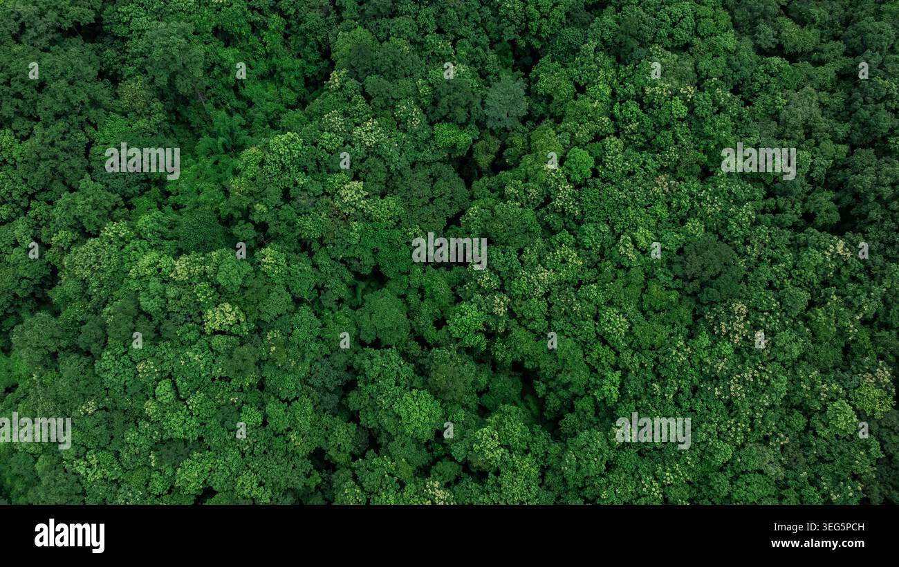 Ein Blick auf einen dichten tropischen Wald mit leuchtendem Grün in einem blühenden natürlichen Ökosystem. Stockfoto