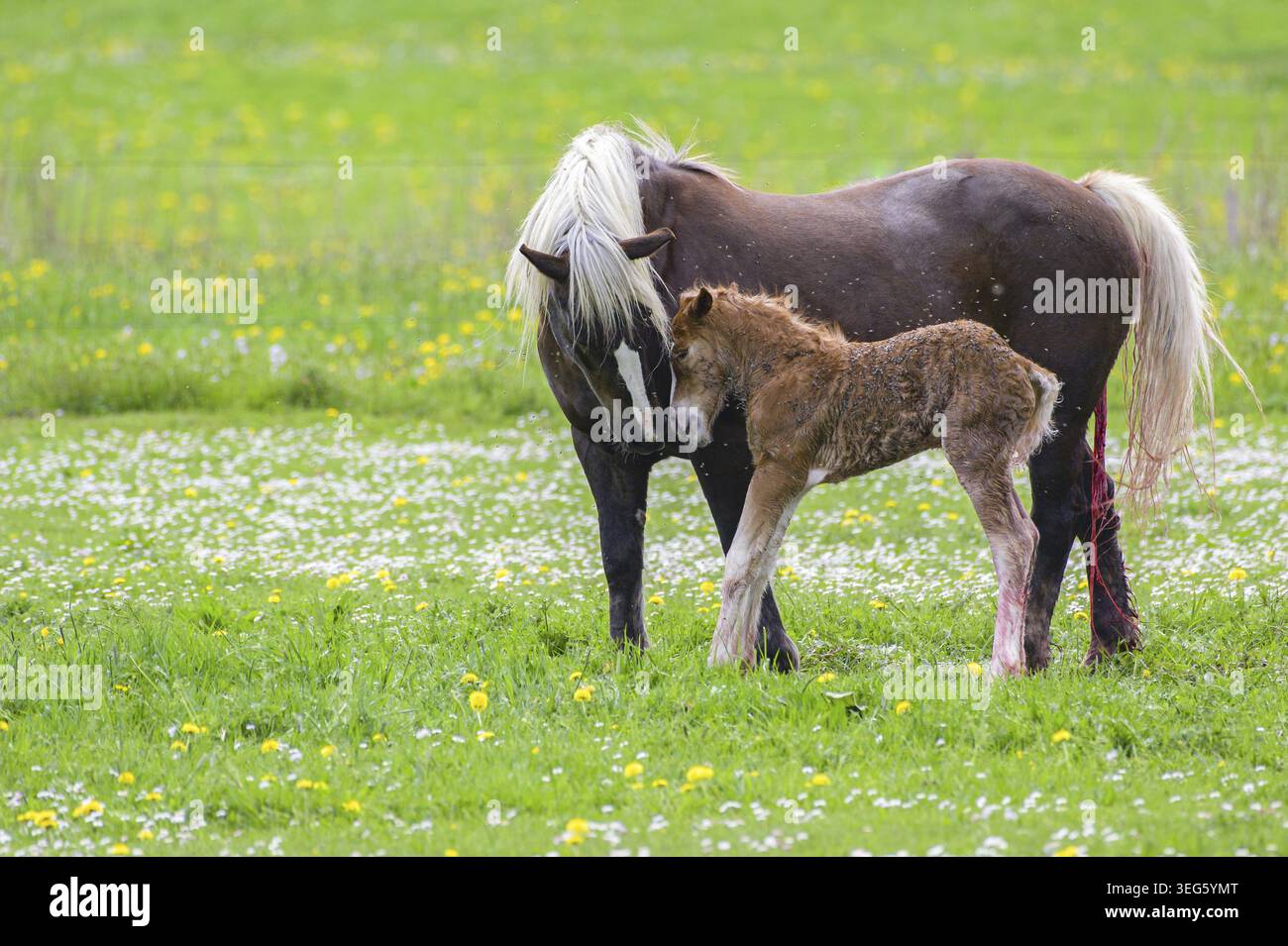 Stute und neugeborenes Fohlen Stockfoto