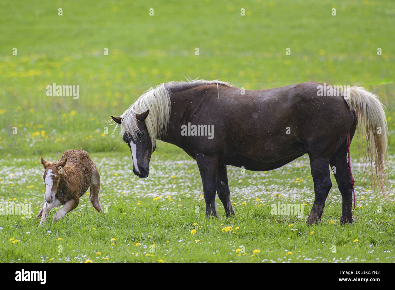 Stute und neugeborenes Fohlen Stockfoto