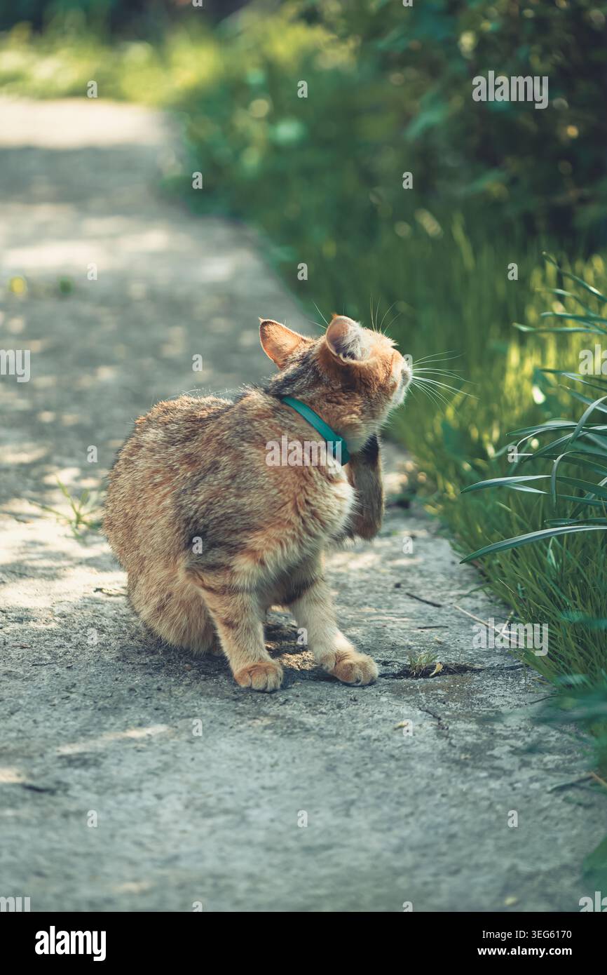 Die orangene Tabby-Hauskatze mit Kragen steht auf einem Betongartenweg und hebt eine Hinterpfote an, um ihr Ohr in einer sonnigen Frühjahrsszene zu kratzen Stockfoto