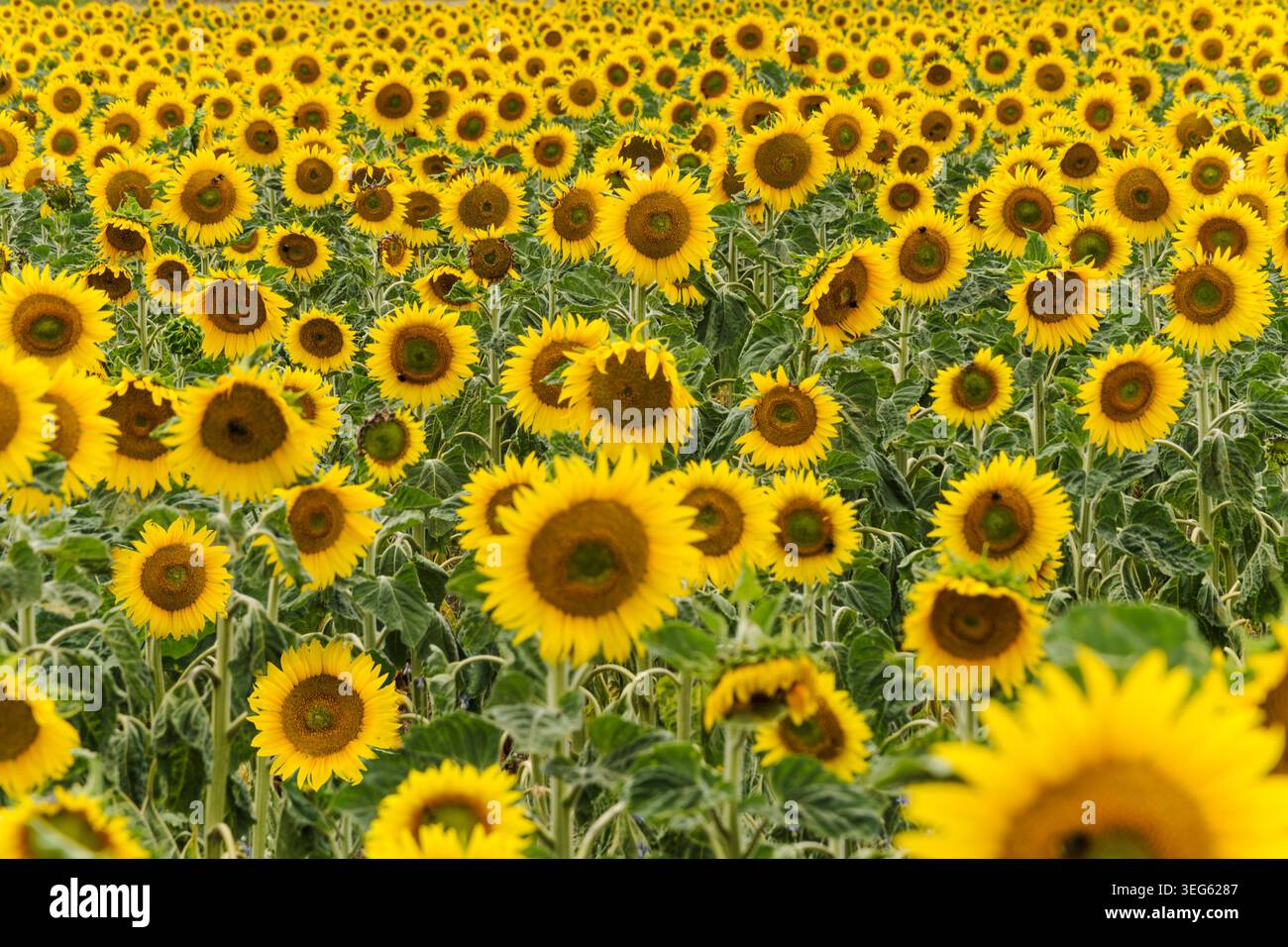 Endlose Reihen von gelben Sommersonnenblumen Stockfoto