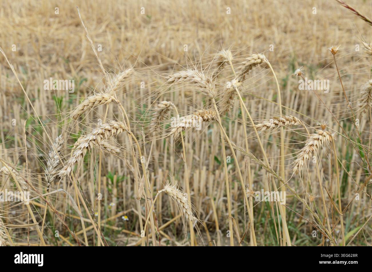 Reife Goldene Weizenohren Auf Dem Geernteten Feld Stockfoto