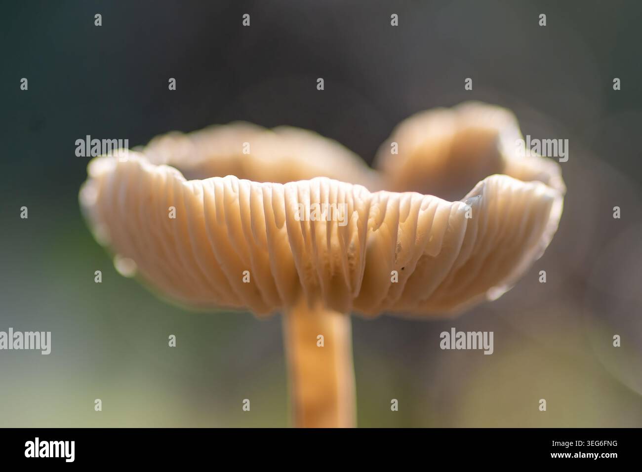 Ein detailgetreues Makrofoto zeigt die zarte Unterseite einer Pilzmütze mit ihren komplizierten, hellen Kiemen und dem schlanken Stiel. Stockfoto