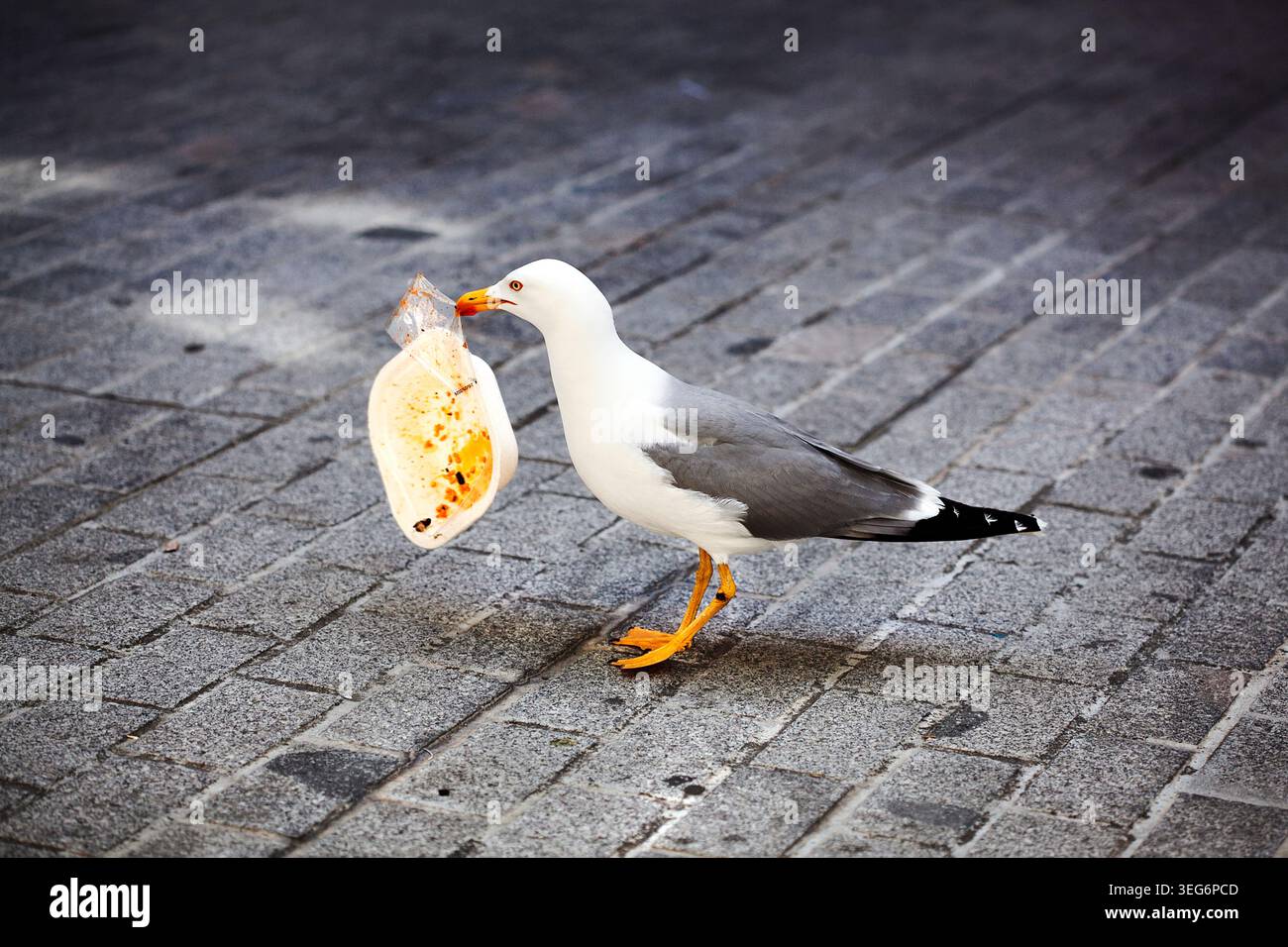 Möwen fressen Reste von Fast Food. Stockfoto