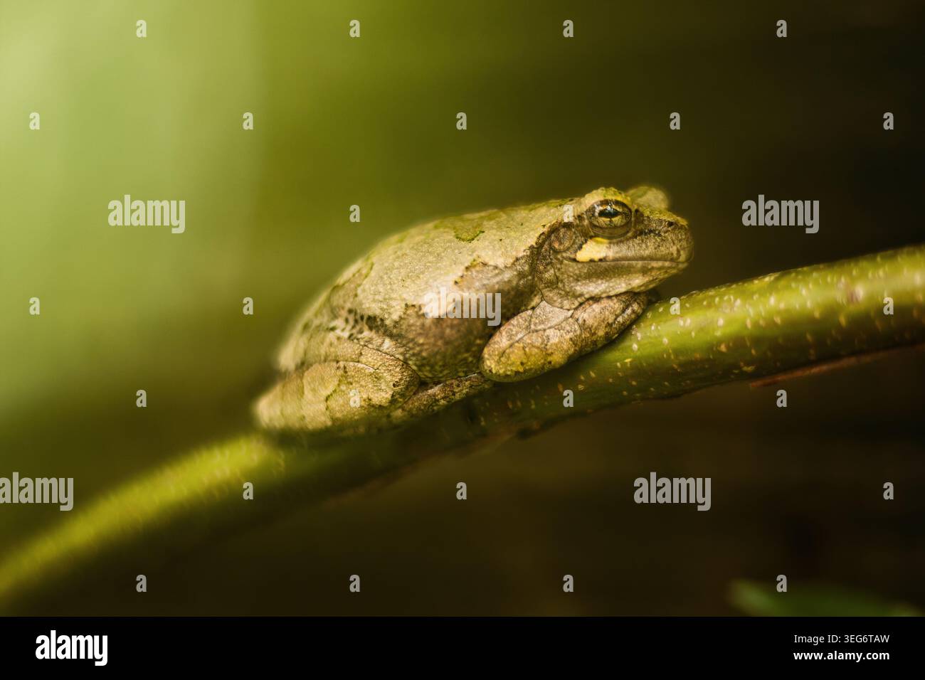 Nahaufnahme des Graubaumfrosches an der Extremität Stockfoto