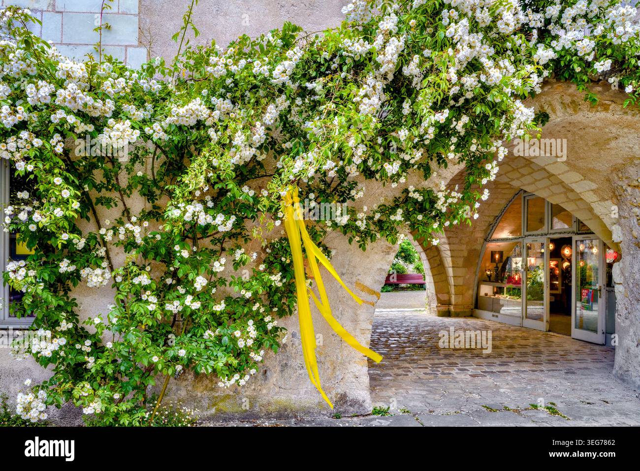 Das Klettern weißer Rosen in voller Blüte im Carroir du Centre - Beaulieu-les-Loches, Indre-et-Loire (37), Frankreich. Stockfoto
