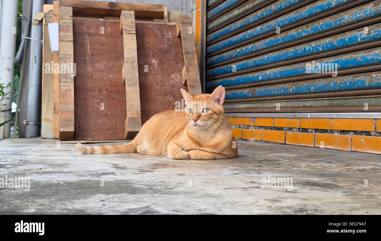 TNR-Programm wilde orangene Tabby-Katze, die an einer städtischen Ladenfront liegt Stockfoto
