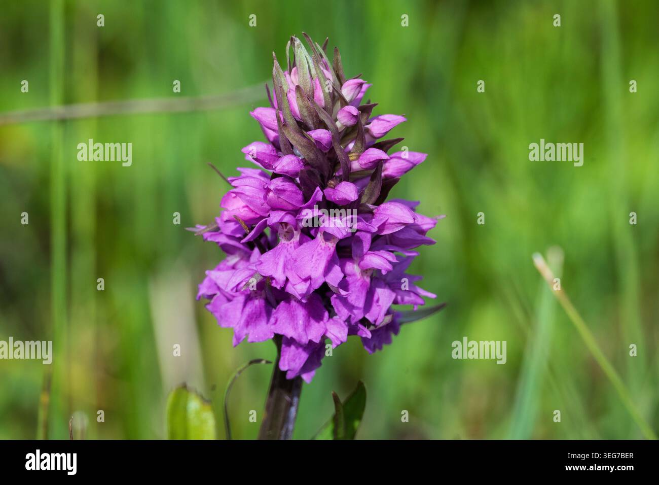 Eine leuchtend violette Pyramidenblüte in voller Blüte. Stockfoto