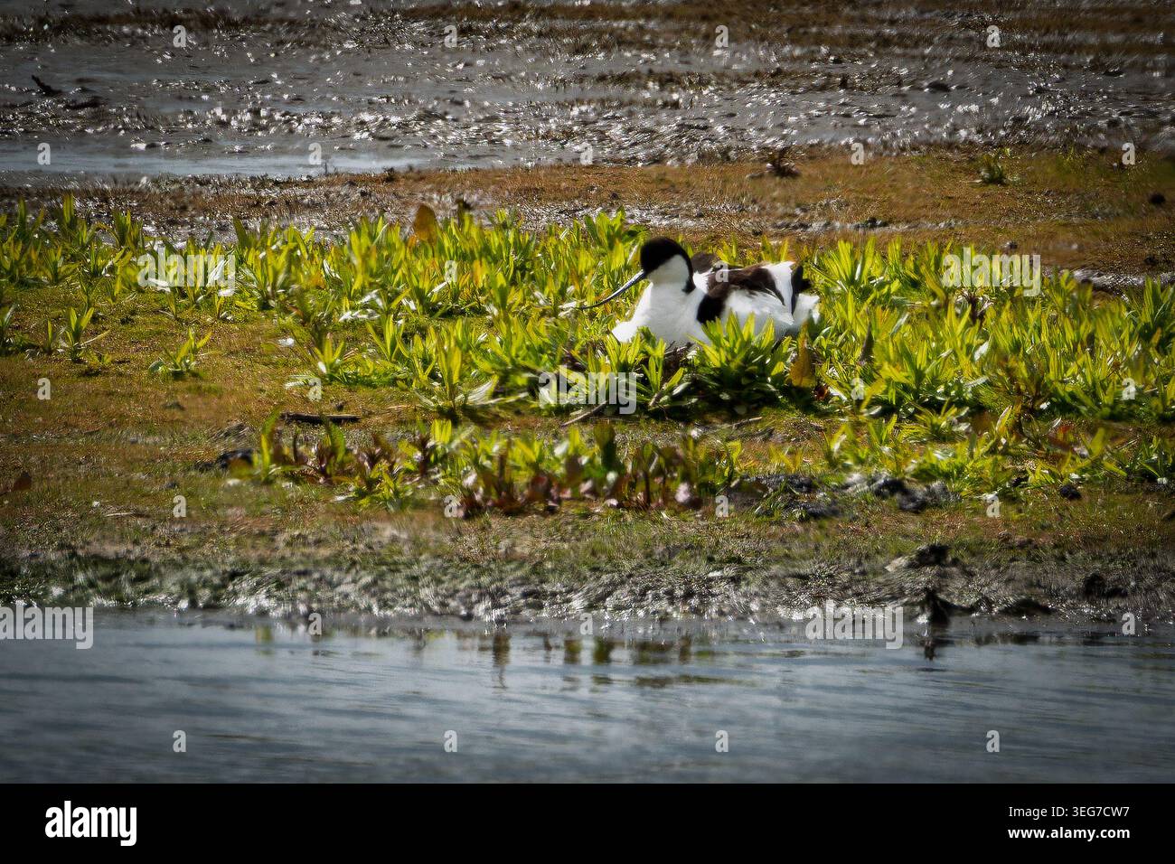 Ein Rattenavocet sitzt auf seinem Nest in Feuchtgebieten am Fluss Dee in Cheshire. Die Art ist das Wahrzeichen der RSPB. Stockfoto