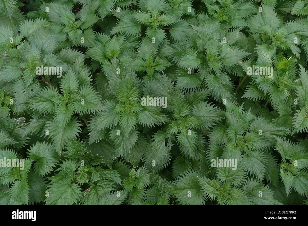 Brennnesselpflanzen Hintergrund mit grünen Blättern. Stockfoto