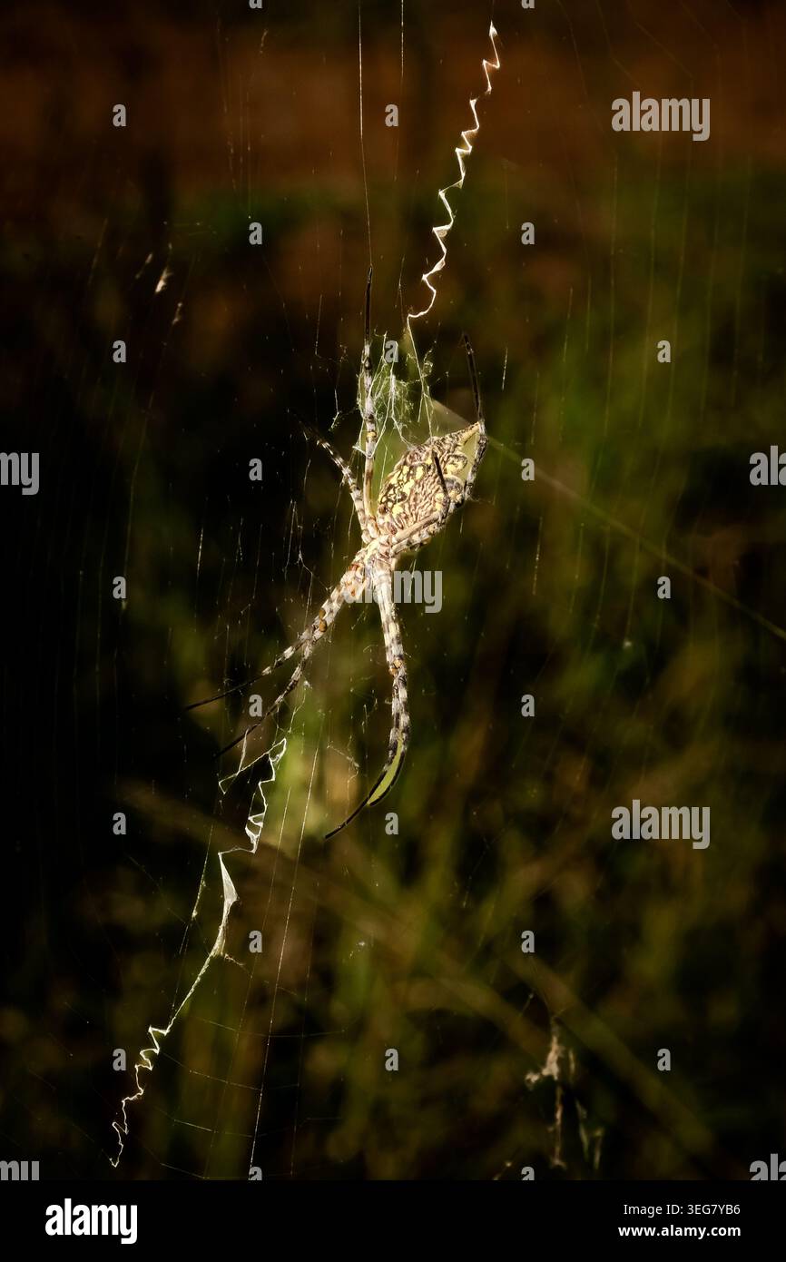 Fast jede Fahrt am frühen Morgen zeigte spektakulär aussehende Spinnennetze, die ich fotografieren wollte, um die Einzigartigkeit jedes Netzes wiederzugeben. Stockfoto
