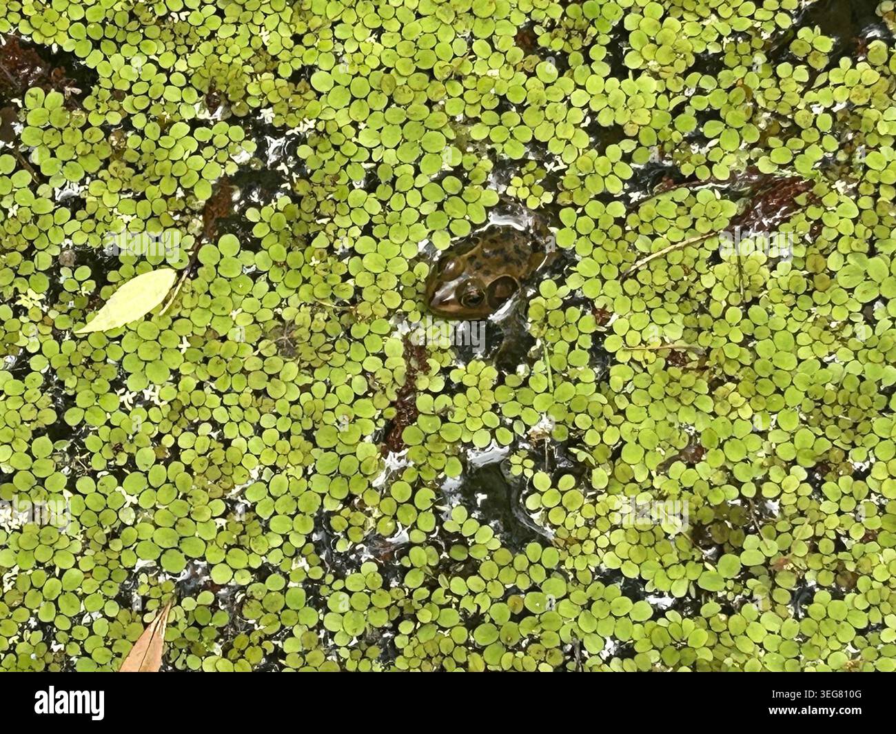 Ein Frosch blickt am 29. April 2026 auf dem Swamp Walk bei Gatorland in Orlando, Florida, inmitten einer dichten aquatischen Vegetation. Die Amphibien wurden im 27 Hektar großen Naturschutzgebiet am südlichen Ende des beliebten Alligator-Freizeitparks und Wildschutzgebiets gesichtet. (Foto: Dewayne Bevil/Orlando Sentinel/TNS/SIPA USA) Stockfoto