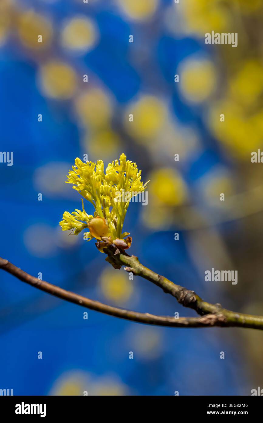 Sassafras, Sassafras albidum, Baum blüht im Frühjahr im Mecosta County, Michigan, USA Stockfoto