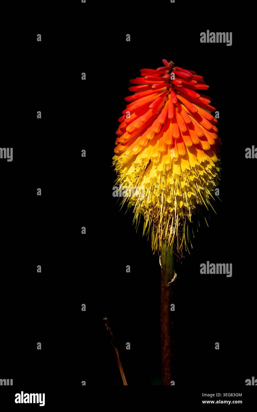 Ich variiere meine Tierfotografie mit Besuchen in botanischen Gärten, um die Schönheit der Natur zu genießen. Stockfoto