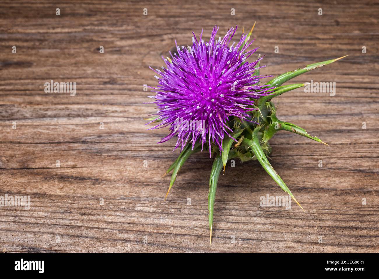 Milchdistel (Silybum marianum), Asteraceae. Jährliche oder zweijährige krautige Pflanze, medizinische und spontane Pflanze, Purpurblume. Stockfoto