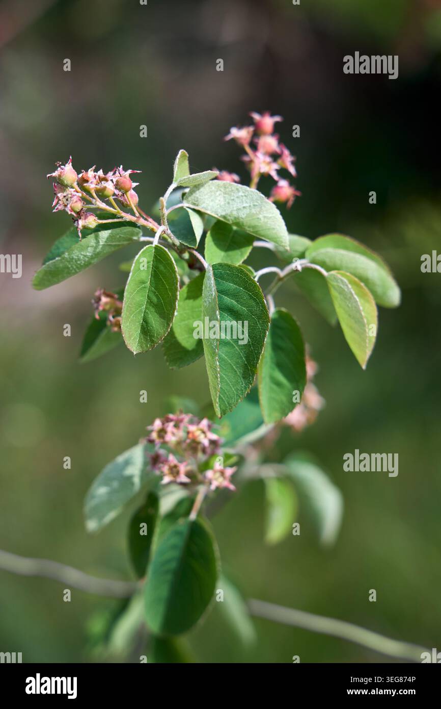 Serviceberry- oder Amelanchier ovalis-Zweig zeigt grüne ovale Blätter mit weißhaarigen Unterseiten sowie sich entwickelnde Sternblumen an Stockfoto