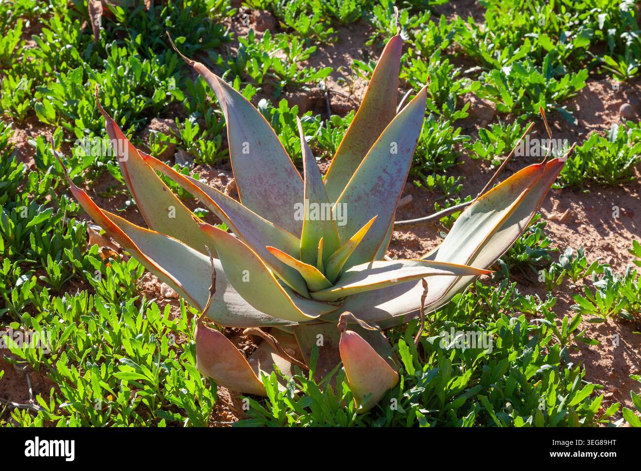 Komaggas Coral Aloe (Aloe komaggasensis), gelistet als gefährdet wegen örtlicher Reichweite, Übersammlung und Weidehaltung, Namaqualand, Südafrika Stockfoto
