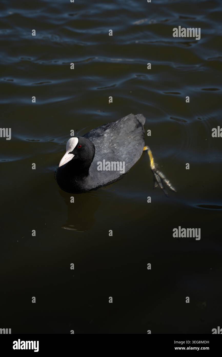 Einsamer eurasischer Kot gleitet auf dunklem Teichwasser, schwarzes Gefieder und weißes Frontschild kontrastieren rotes Auge und gelb-grüner gelappter Fuß sichtbar, Ser Stockfoto