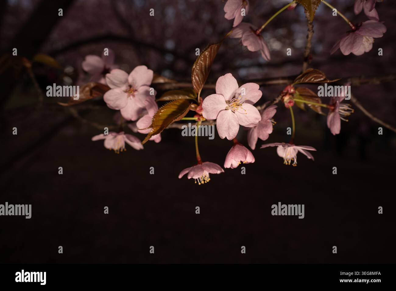 Makroaufnahme von zarten, blassrosa Kirschblüten mit glänzenden Bronzeblättern auf einem schlanken Zweig, sanft beleuchtet durch sanftes Blitz gegen einen tiefen blendenbalken Stockfoto